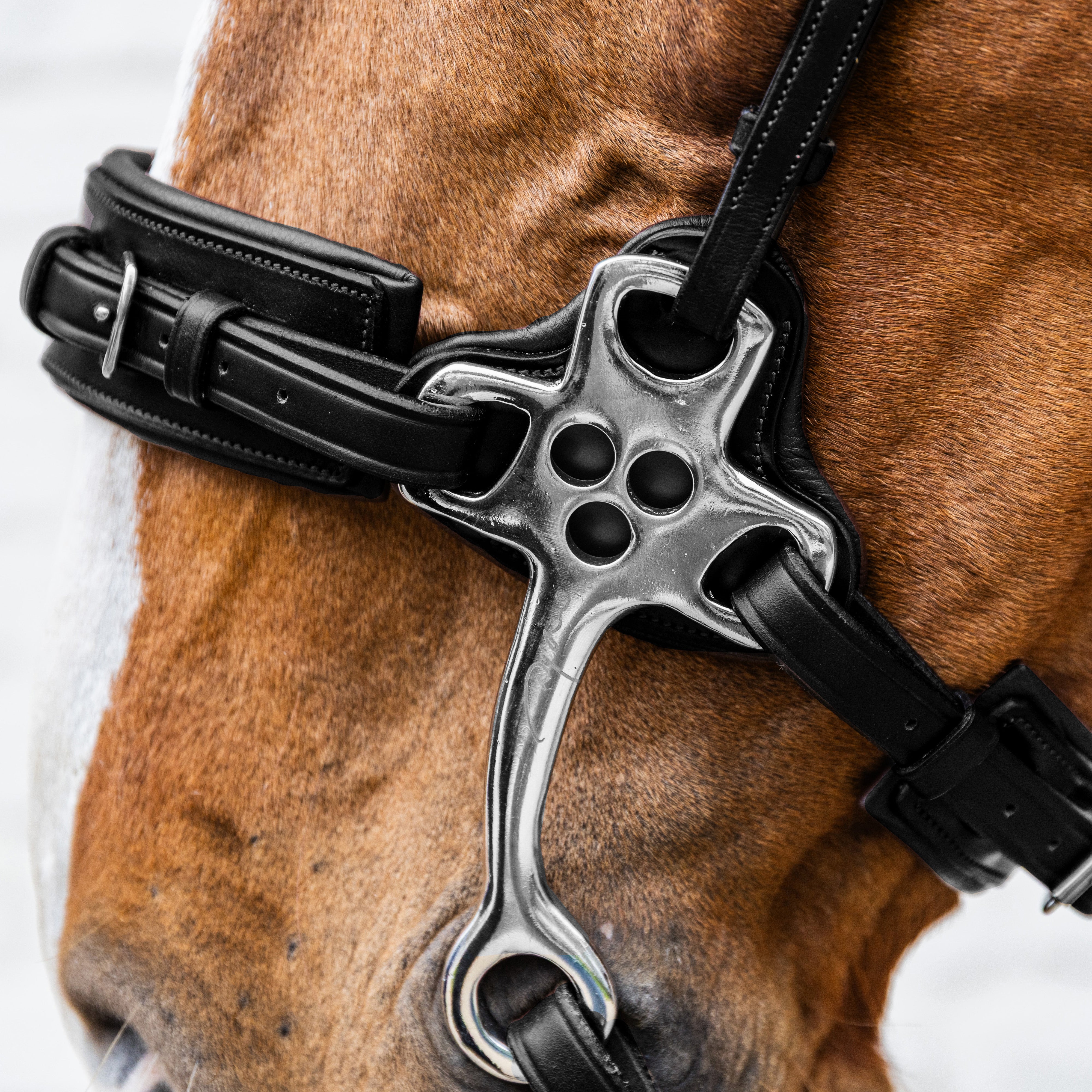 Hackamore