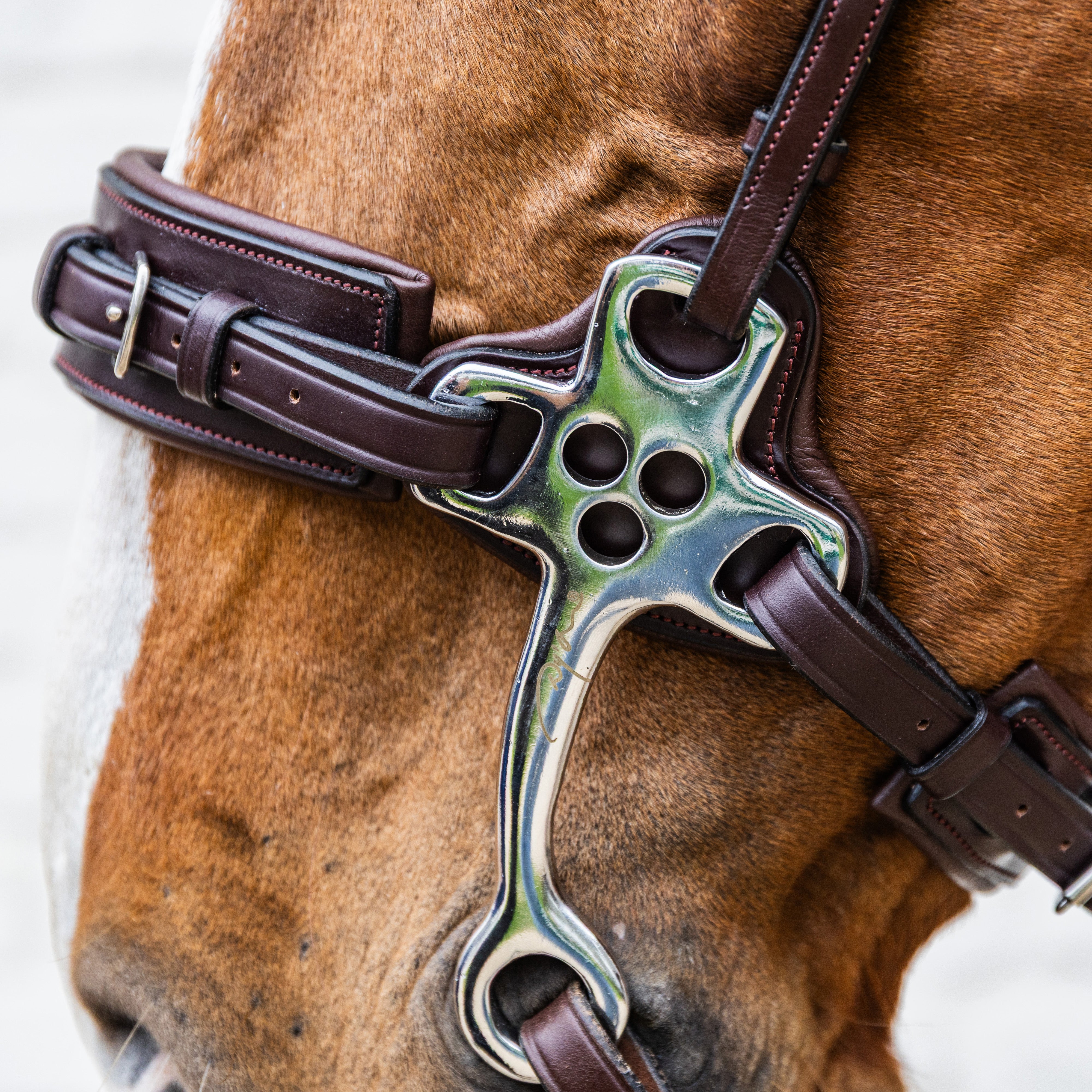 Hackamore