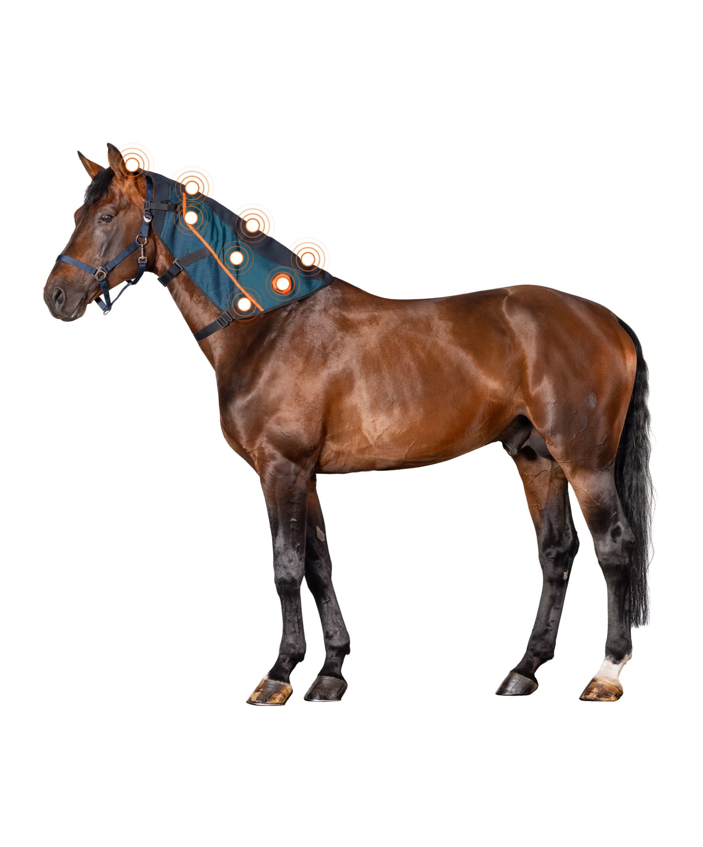 Bemer Horse Set mieten / leihen